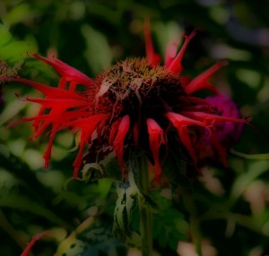 (a single red beebalm flower, accentuated with "gloom" highlighting)